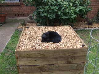 An above ground wicking bed can be made to any size